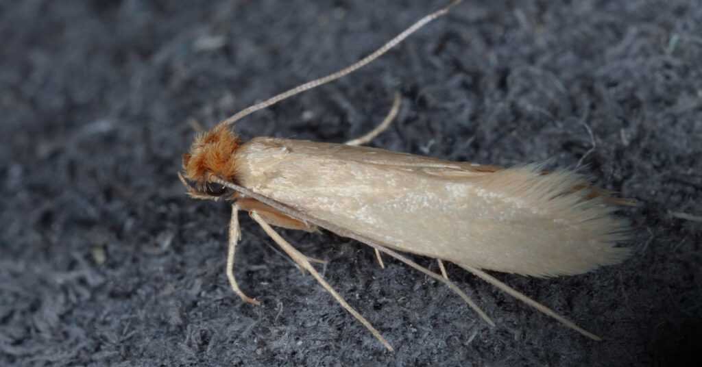 Common Clothes Moth Control | Entopest